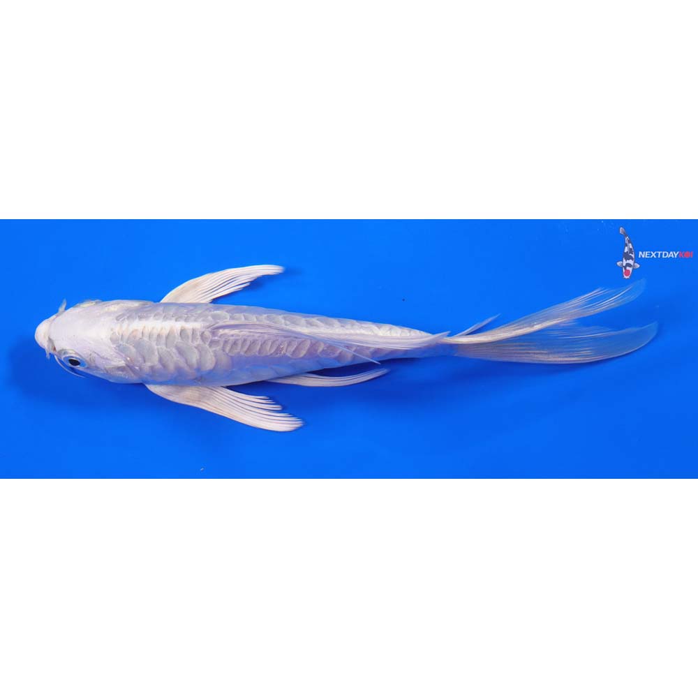 7.5” Imported Doitsu Platinum Ogon Butterfly Koi