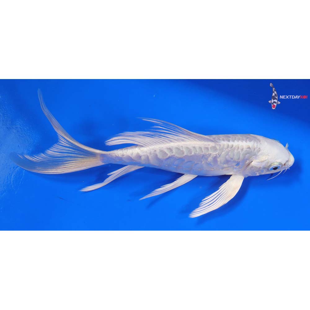 7.5” Imported Doitsu Platinum Ogon Butterfly Koi