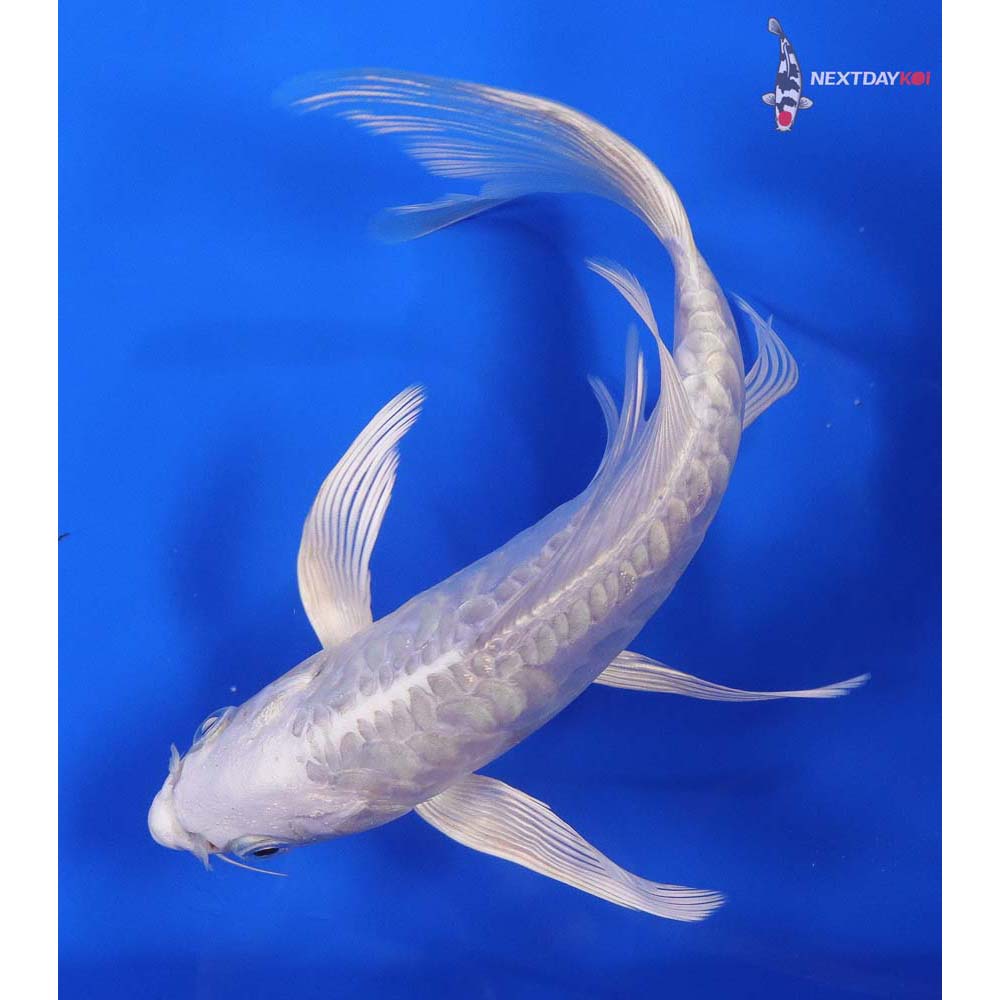 7.5” Imported Doitsu Platinum Ogon Butterfly Koi