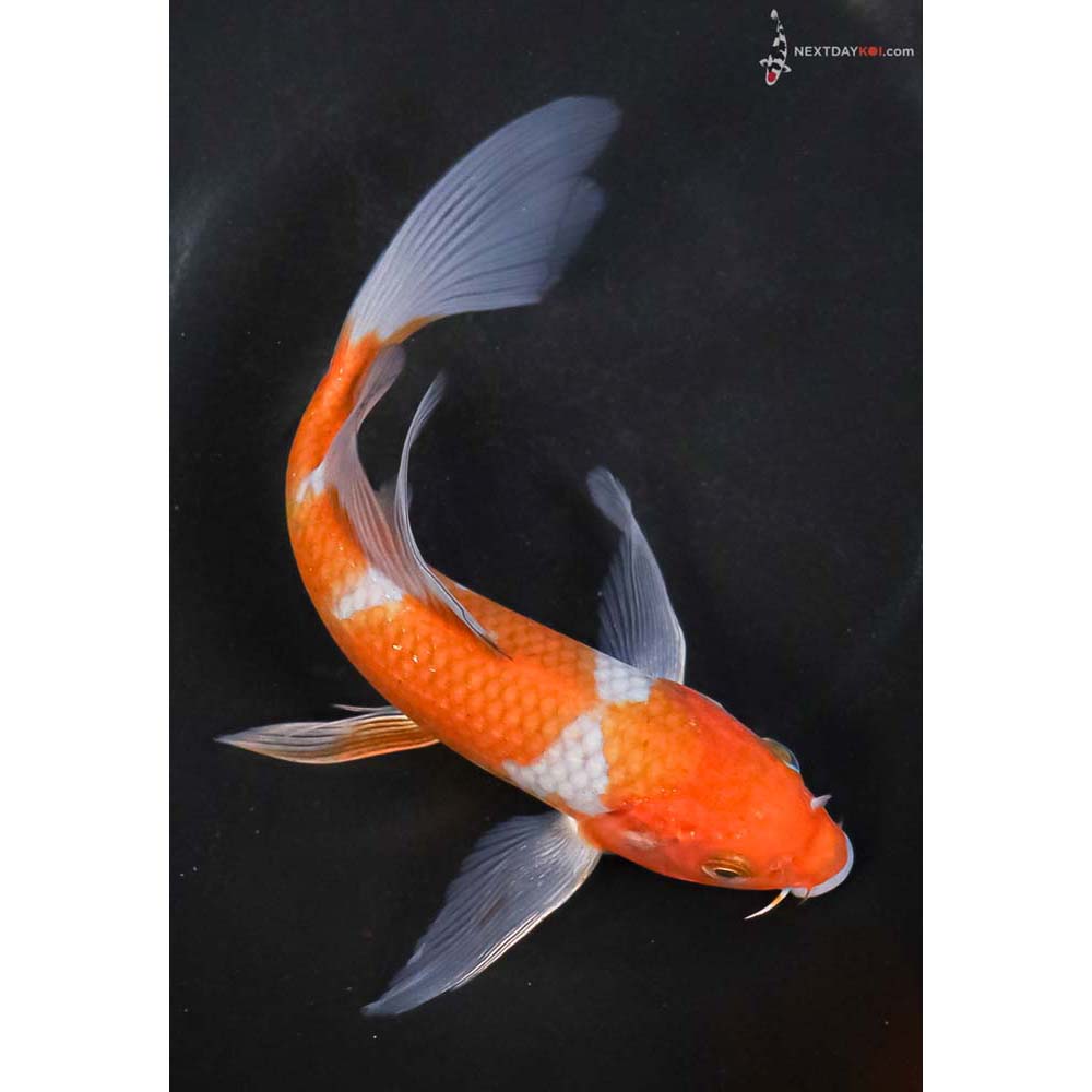 6.5” Imported Ochiba Shigure Butterfly Koi