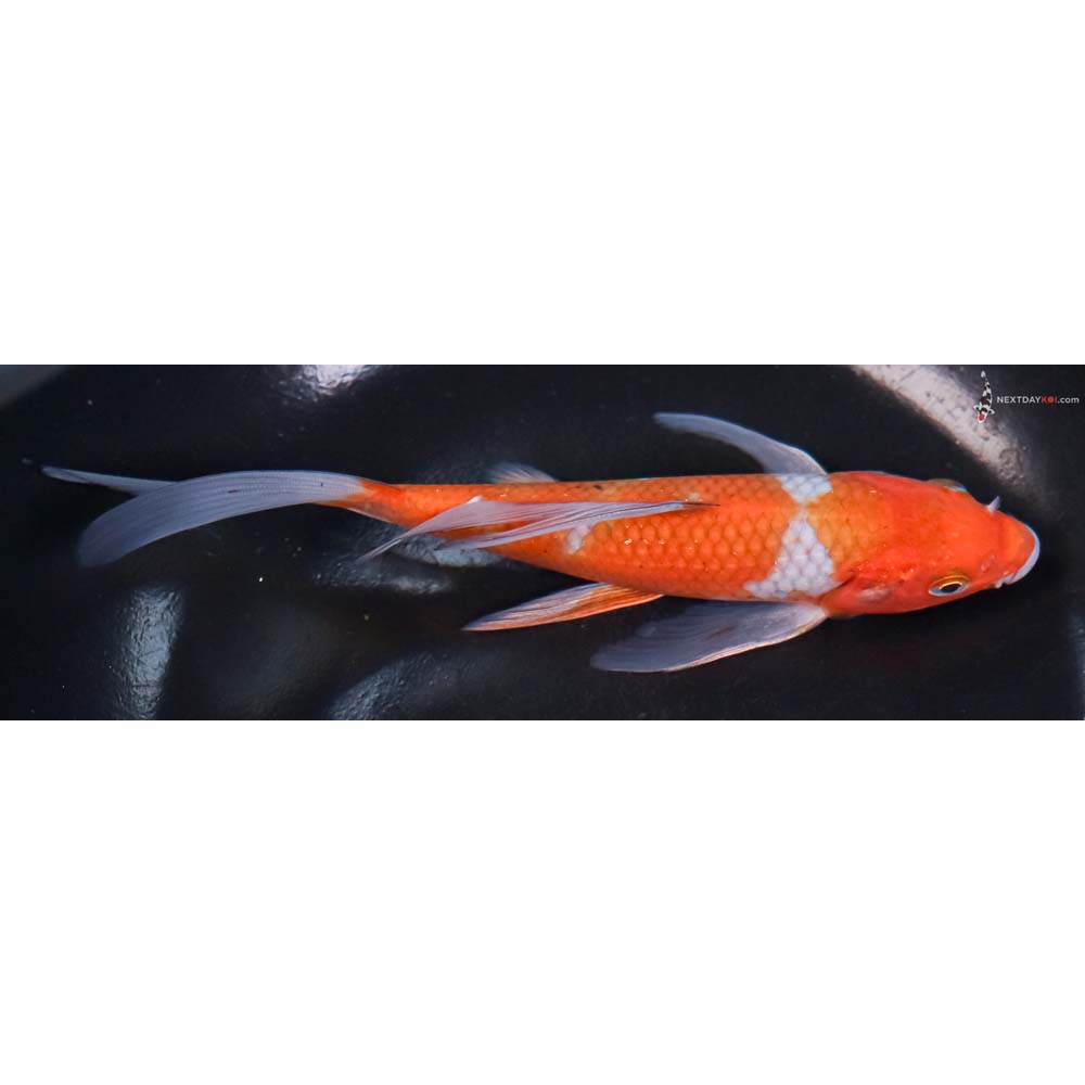 6.5” Imported Ochiba Shigure Butterfly Koi