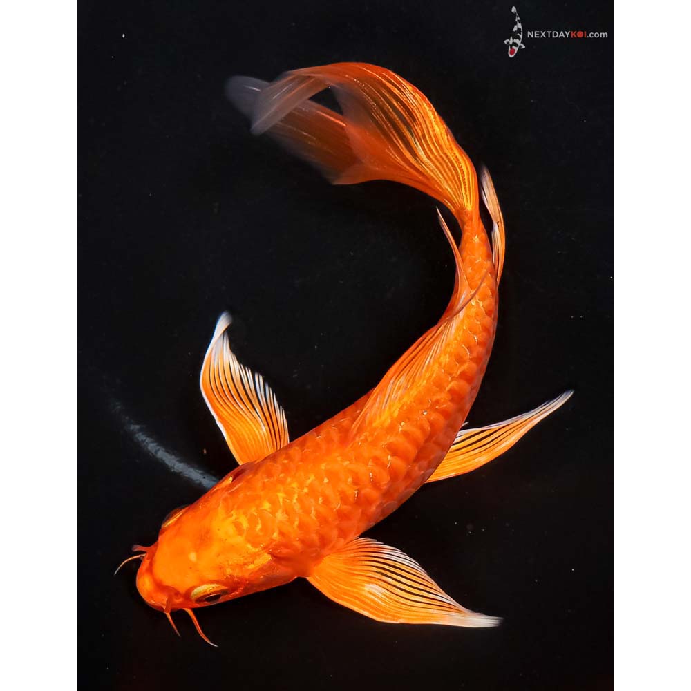 7” Imported Armor Scaled Orenji Ogon Butterfly Koi