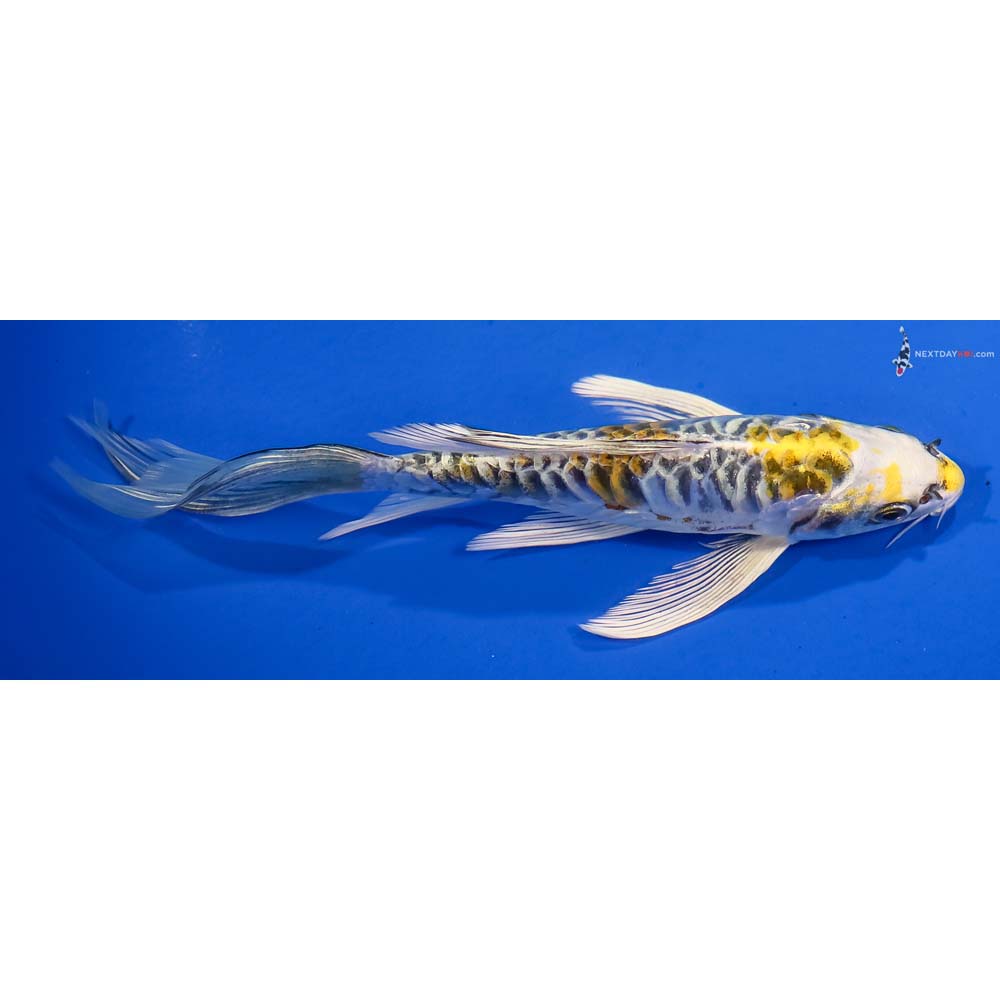 7” Imported Armor Scaled Kujaku Butterfly Koi