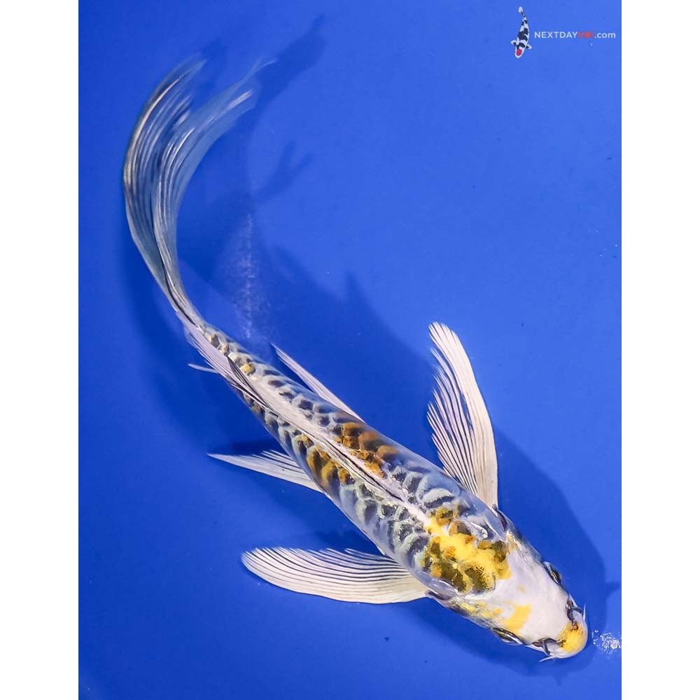 7” Imported Armor Scaled Kujaku Butterfly Koi