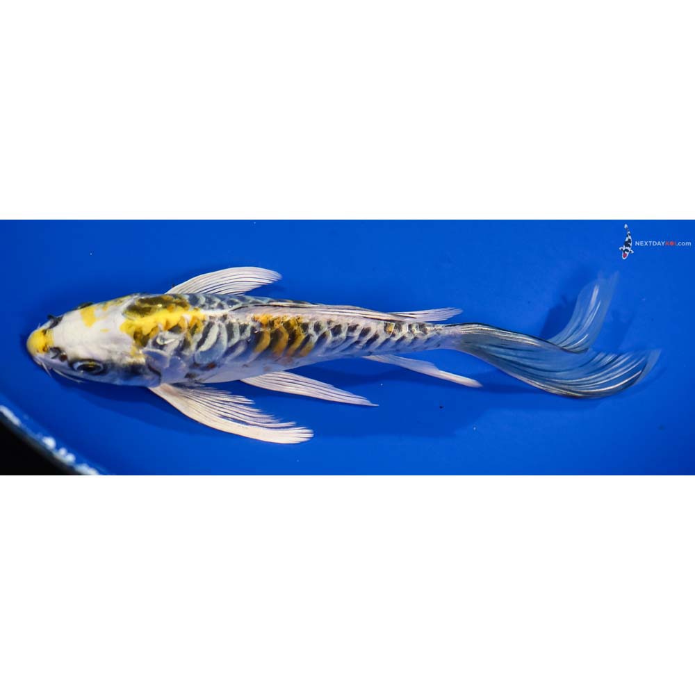 7” Imported Armor Scaled Kujaku Butterfly Koi