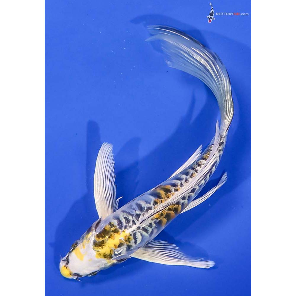 7” Imported Armor Scaled Kujaku Butterfly Koi