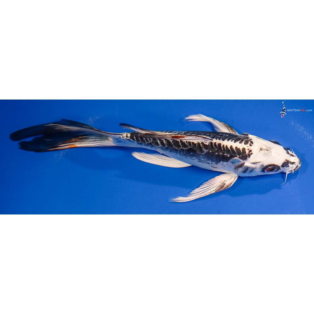 7” Imported Kikokuryu Butterfly Koi