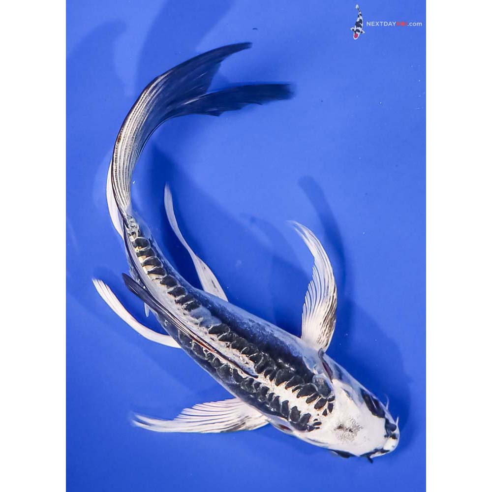 7” Imported Kikokuryu Butterfly Koi