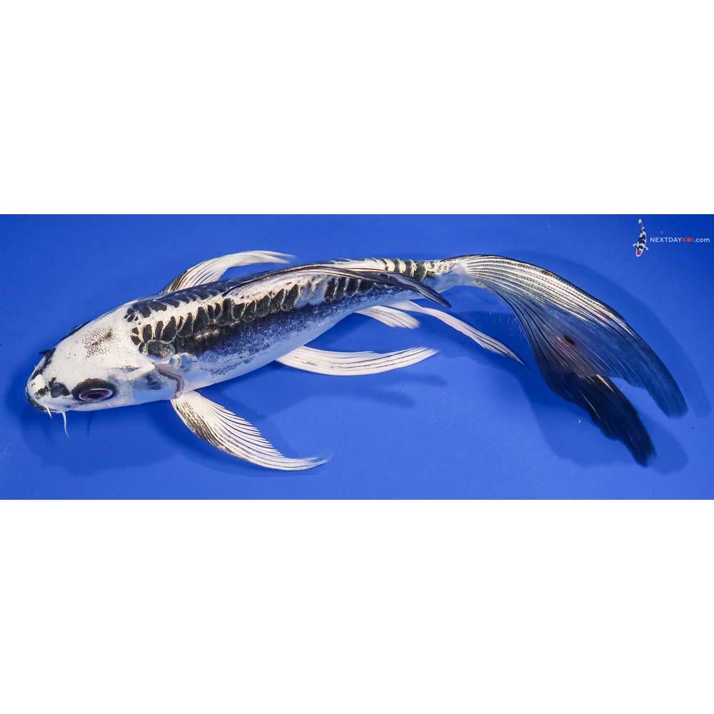 7” Imported Kikokuryu Butterfly Koi