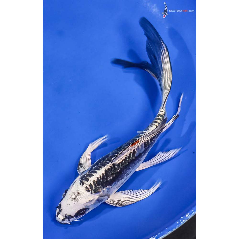 7” Imported Kikokuryu Butterfly Koi
