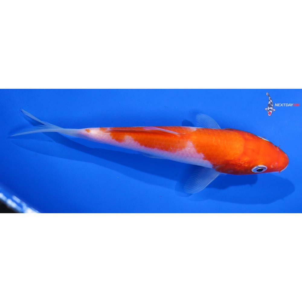 5” Imported Kohaku