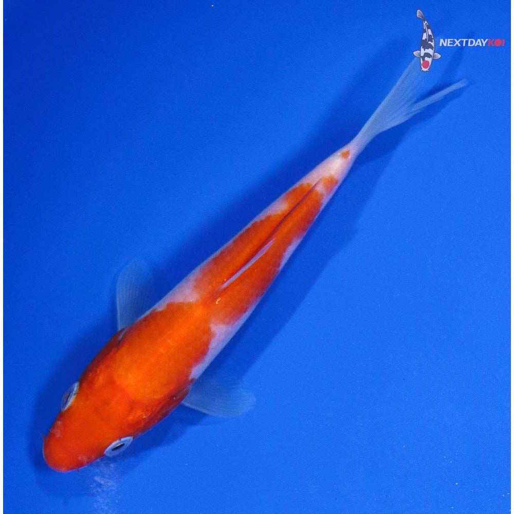 5” Imported Kohaku