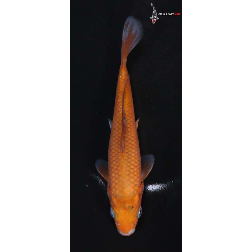 5.5” Imported Ochiba Shigure