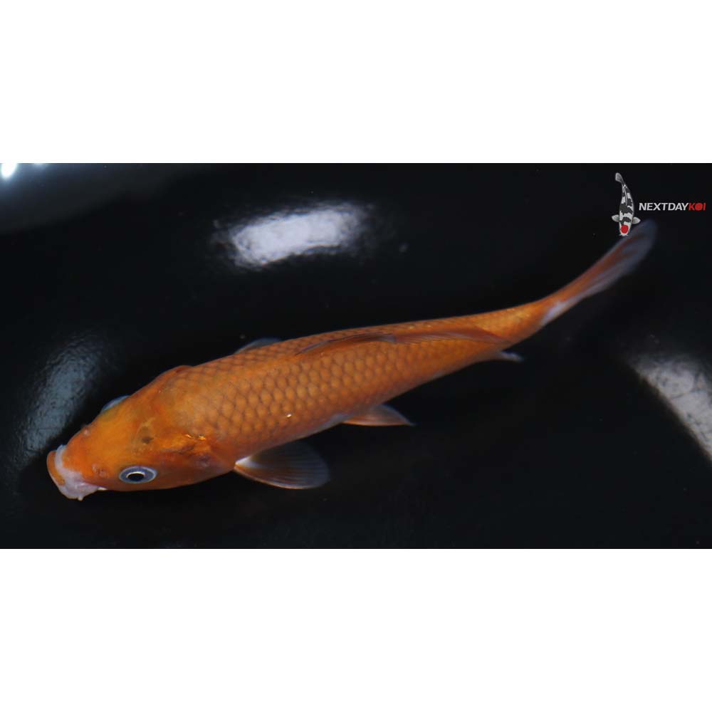 5.5” Imported Ochiba Shigure