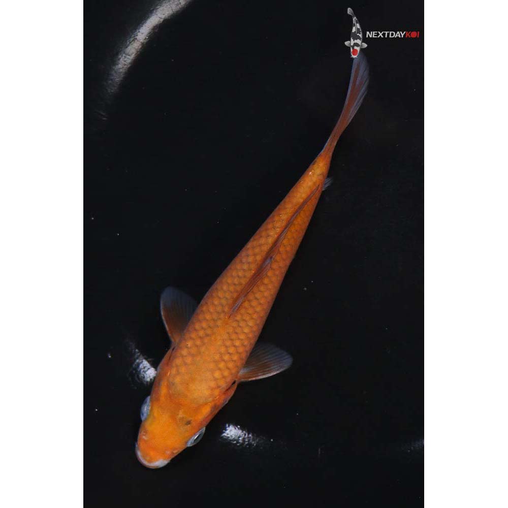 5.5” Imported Ochiba Shigure