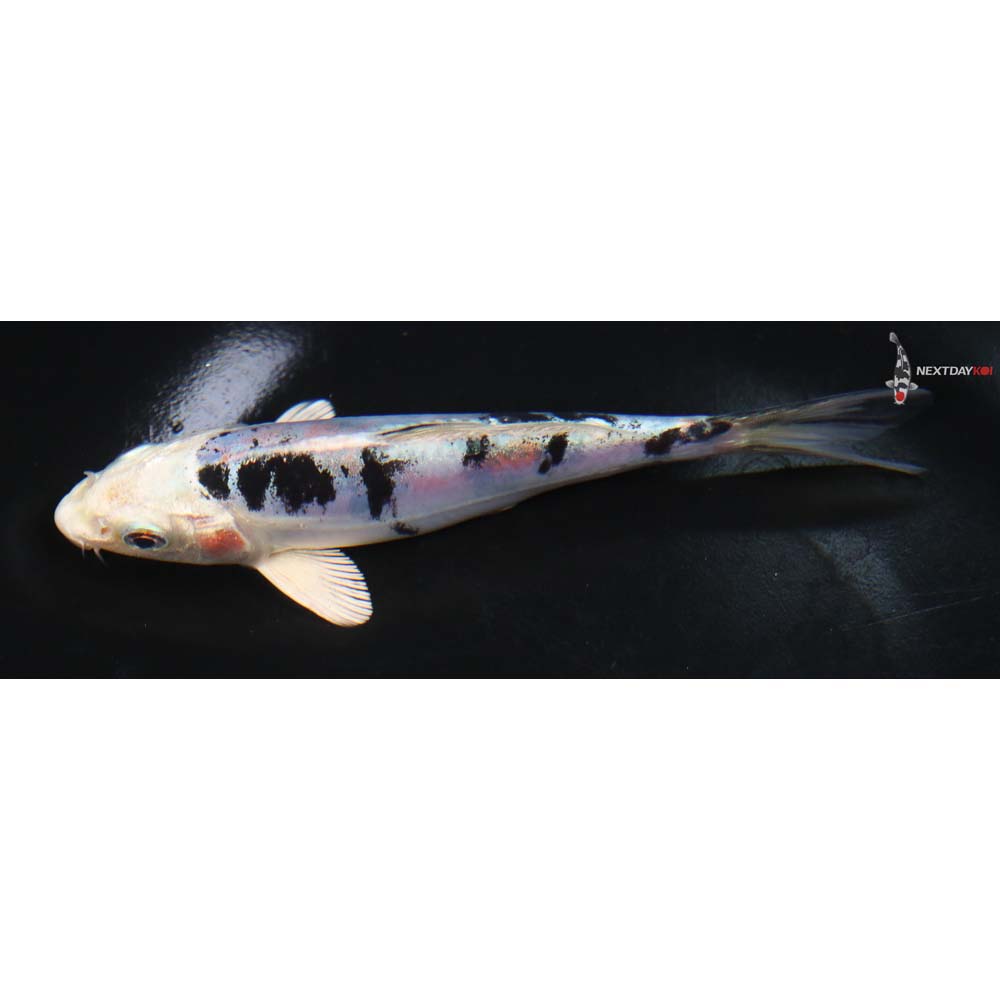 5.5” Imported Heisei Nishiki