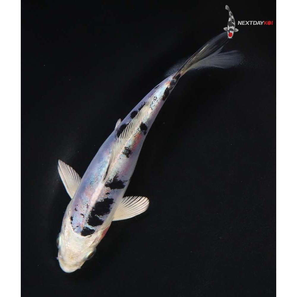 5.5” Imported Heisei Nishiki