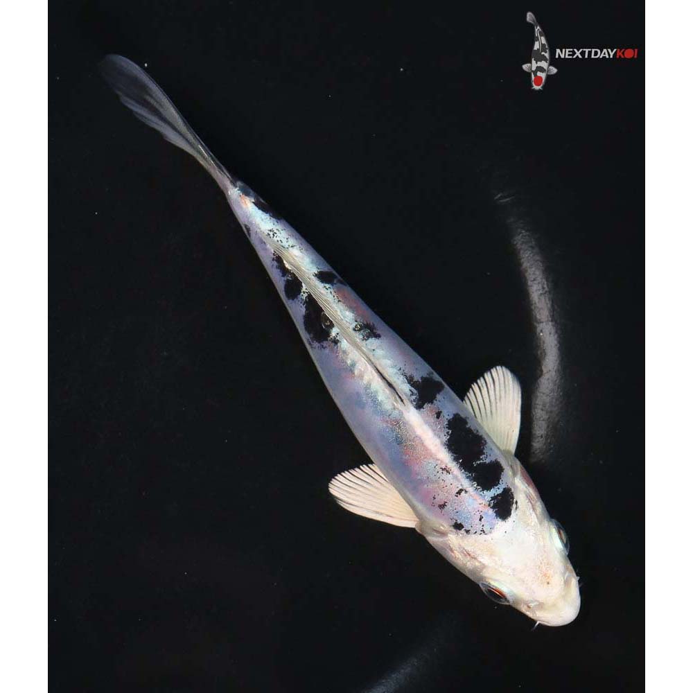 5.5” Imported Heisei Nishiki