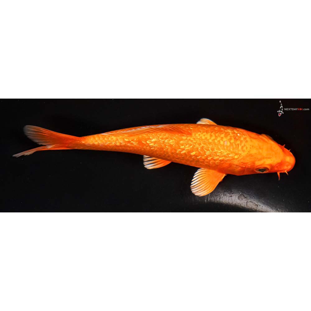 5.5” Imported Gin Rin Orenji Ogon