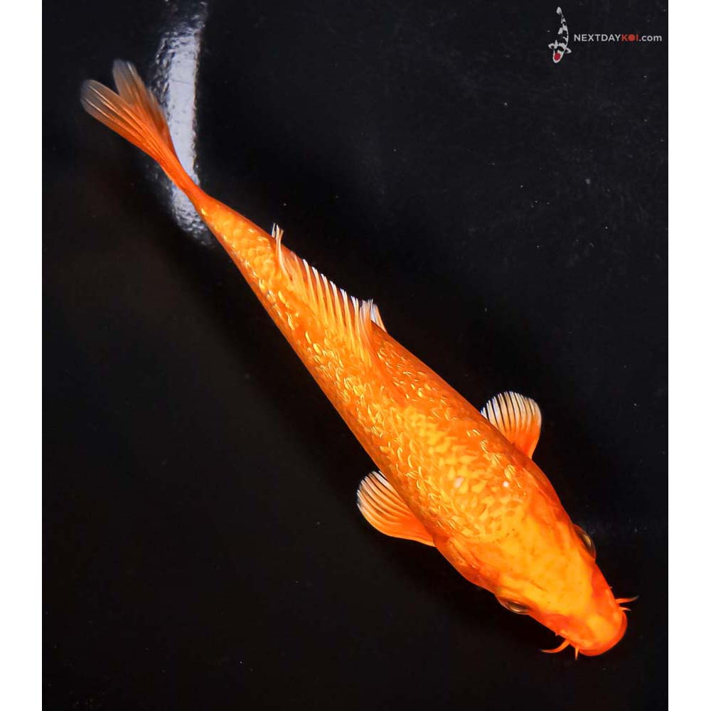 5.5” Imported Gin Rin Orenji Ogon