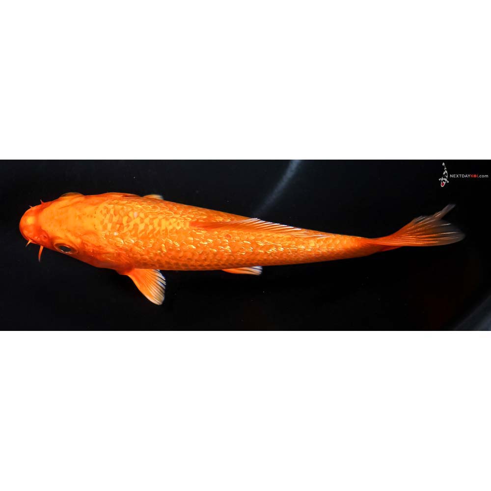5.5” Imported Gin Rin Orenji Ogon