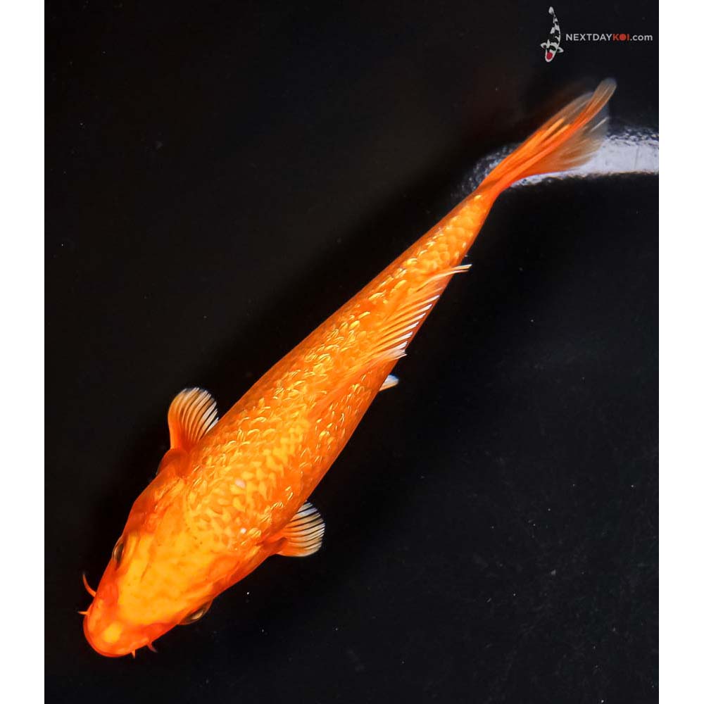 5.5” Imported Gin Rin Orenji Ogon