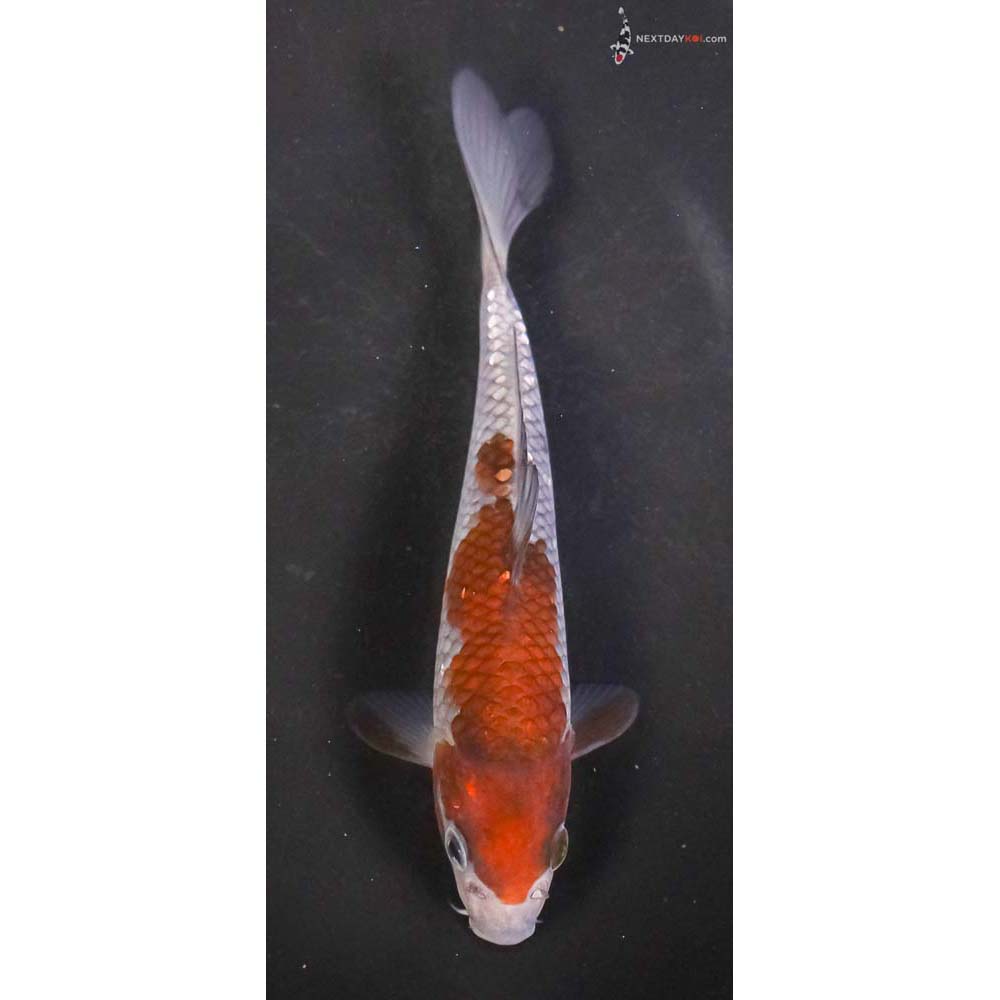 6” Imported Ochiba Shigure