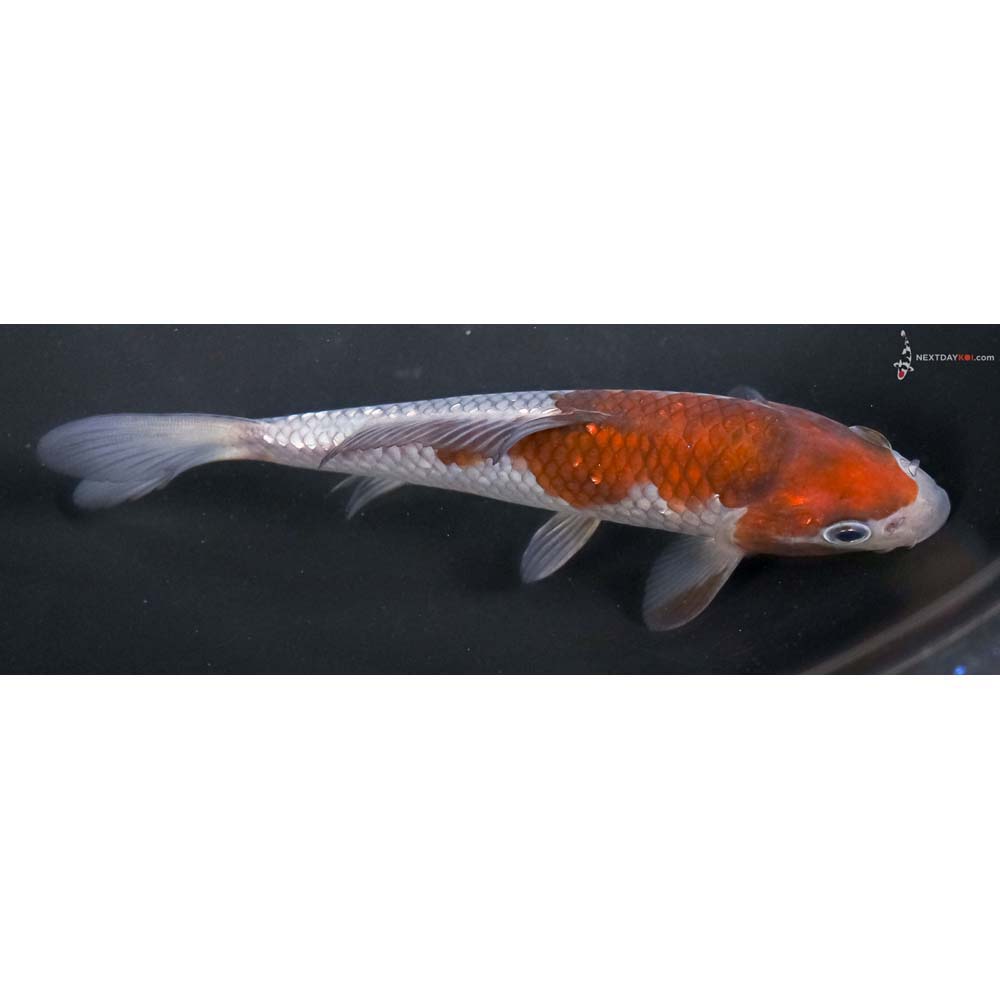 6” Imported Ochiba Shigure