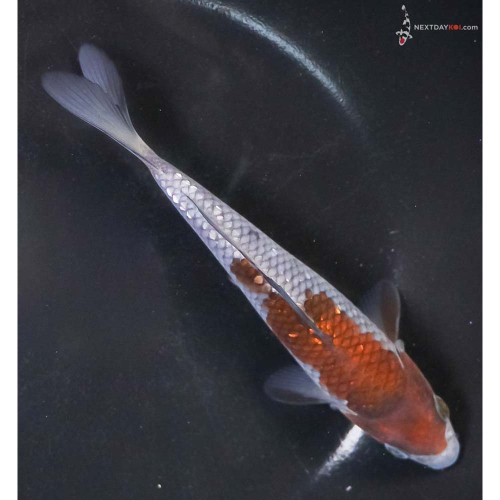 6” Imported Ochiba Shigure