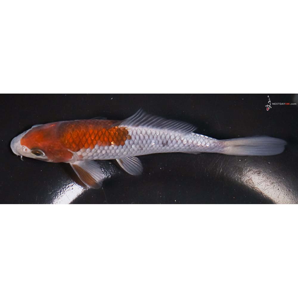 6” Imported Ochiba Shigure