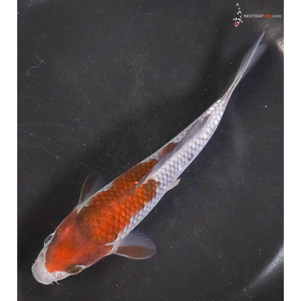 6” Imported Ochiba Shigure