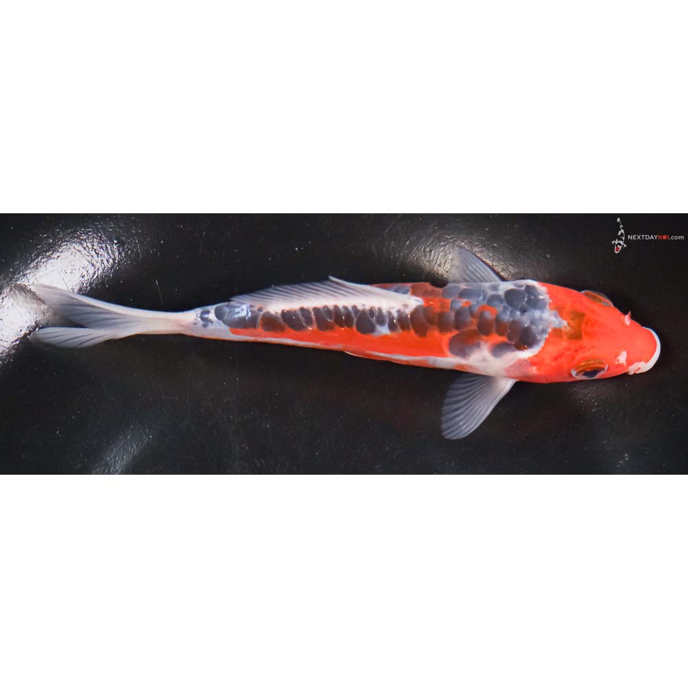6” Imported Shusui