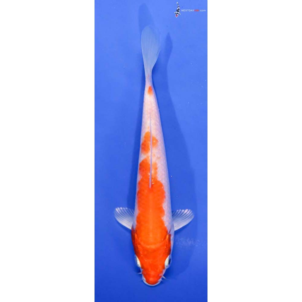 6” Imported Hariwake
