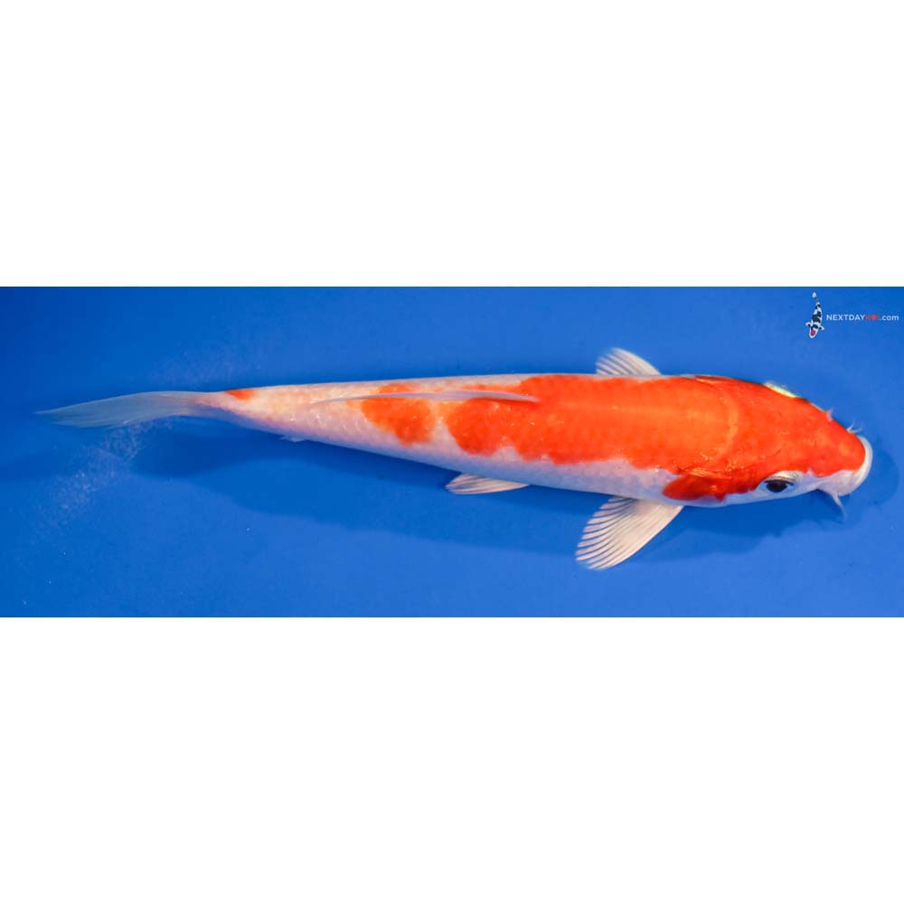 6” Imported Hariwake