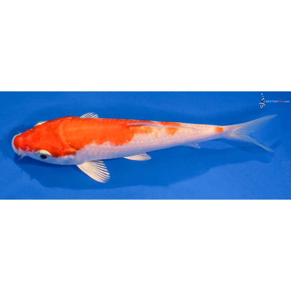 6” Imported Hariwake