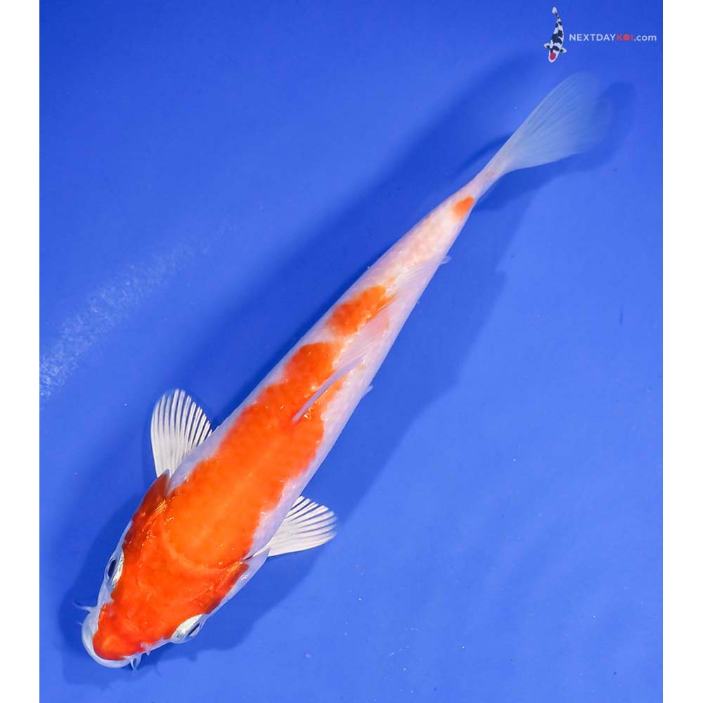 6” Imported Hariwake