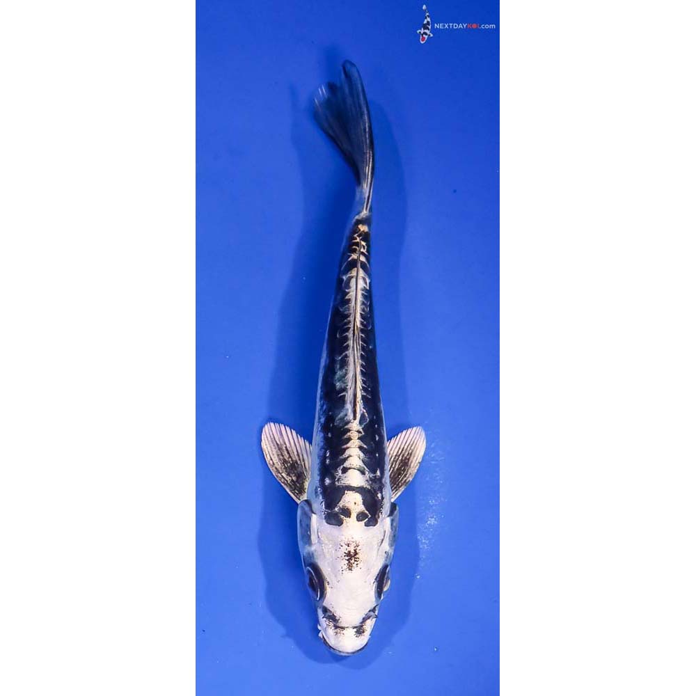 6” Imported Kikokuryu