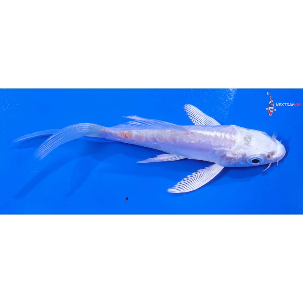 4.5” Imported Kikusui Butterfly Koi