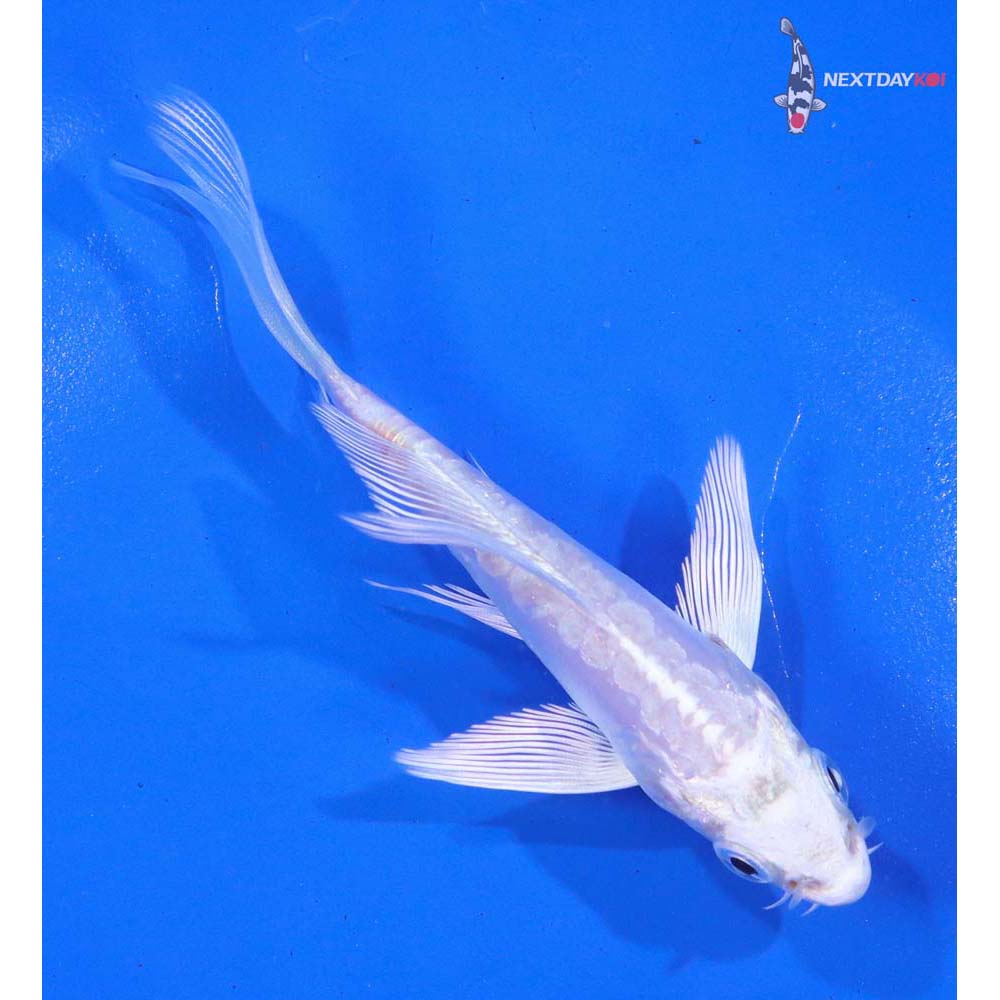 4.5” Imported Kikusui Butterfly Koi