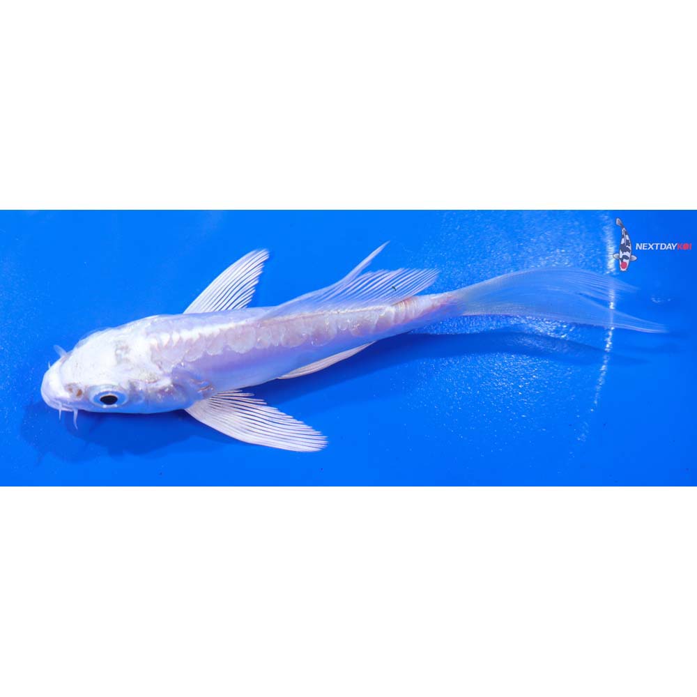 4.5” Imported Kikusui Butterfly Koi