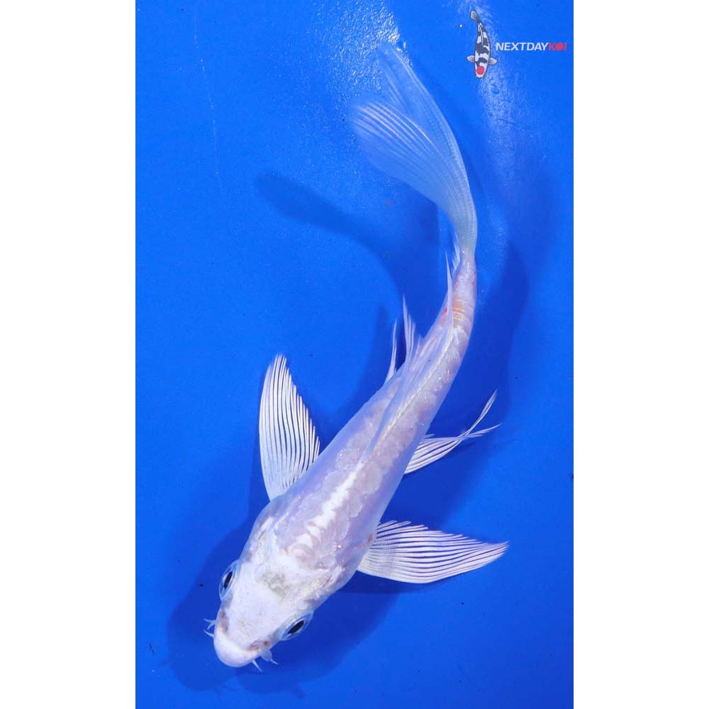 4.5” Imported Kikusui Butterfly Koi