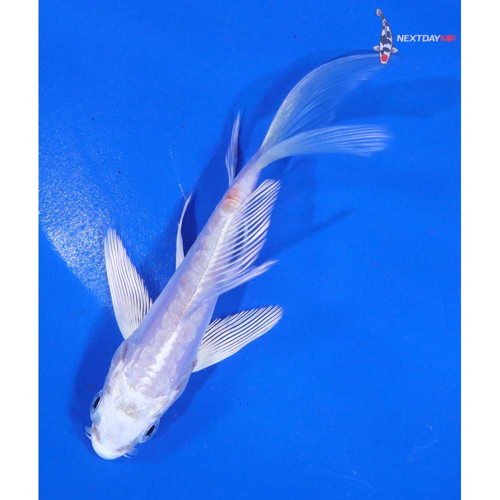 4.5” Imported Kikusui Butterfly Koi