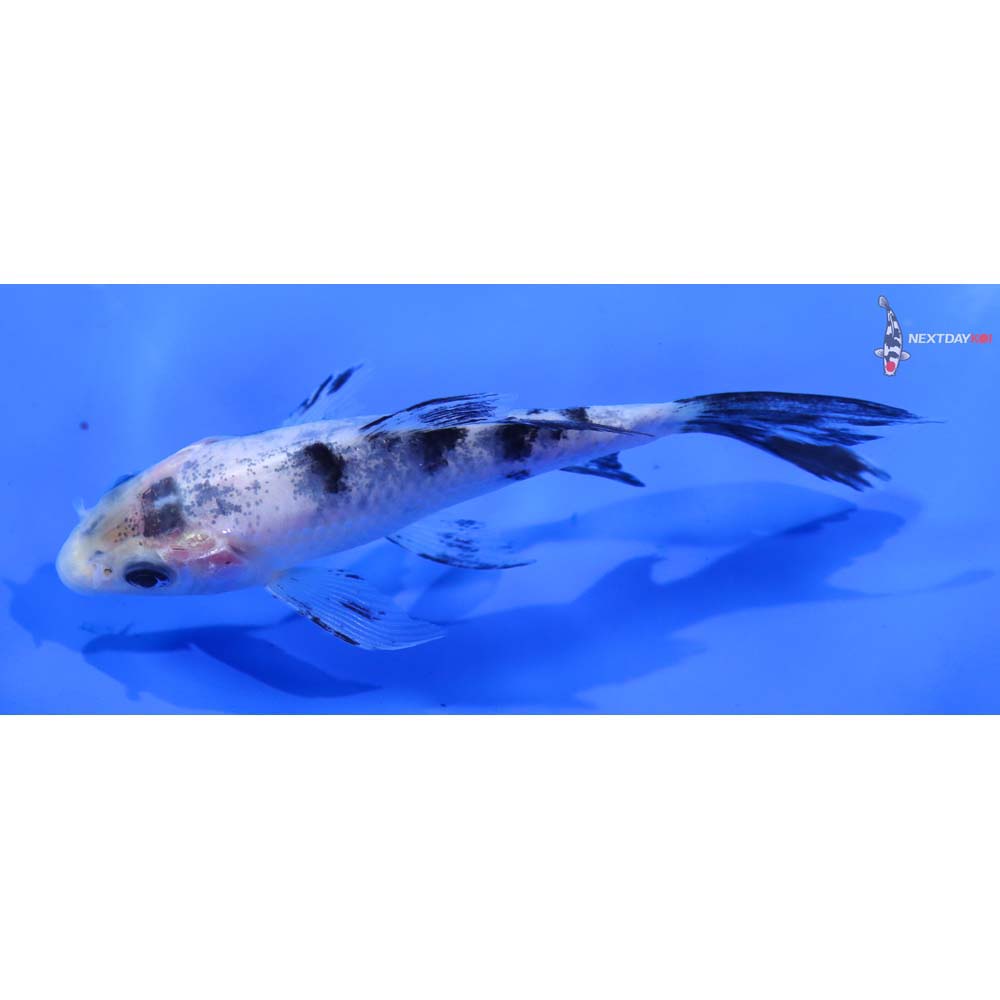 4” Imported Shiro Bekko Butterfly Koi