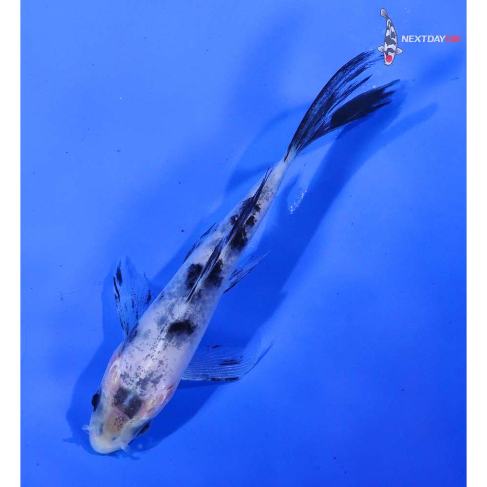 4” Imported Shiro Bekko Butterfly Koi