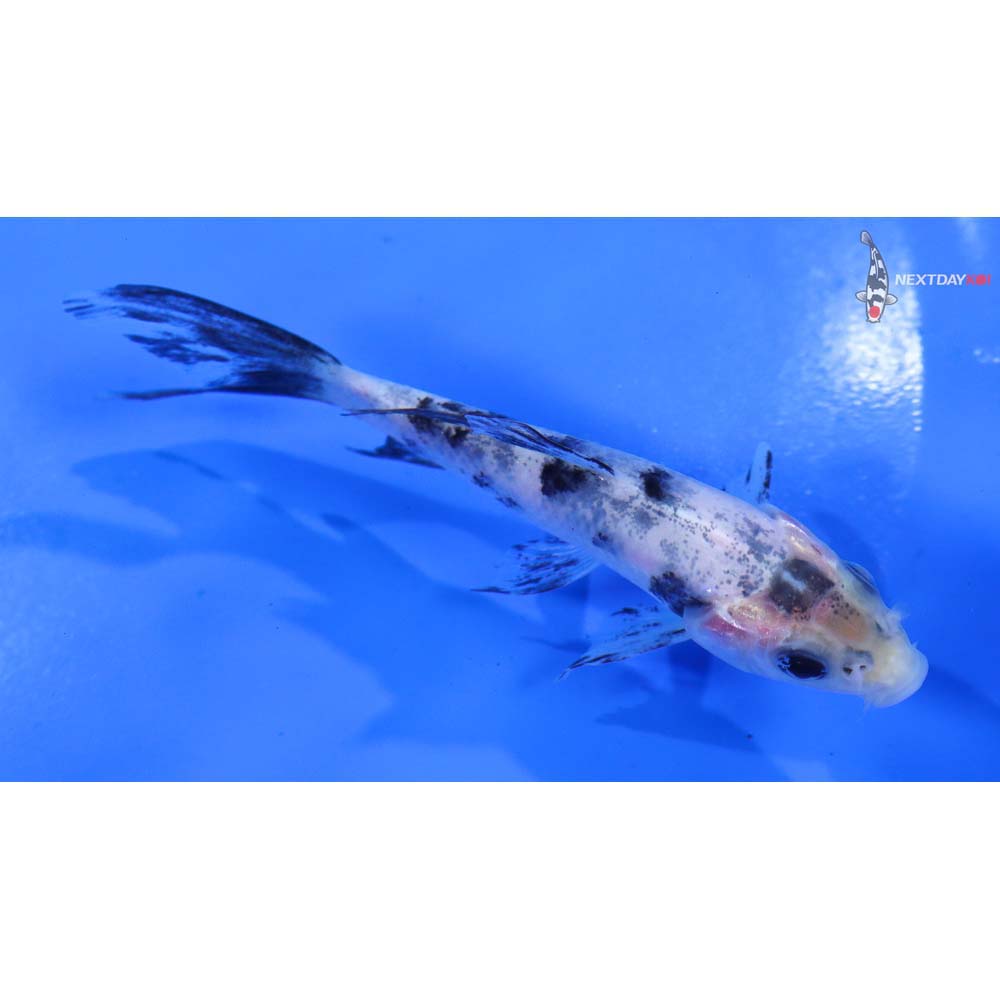 4” Imported Shiro Bekko Butterfly Koi