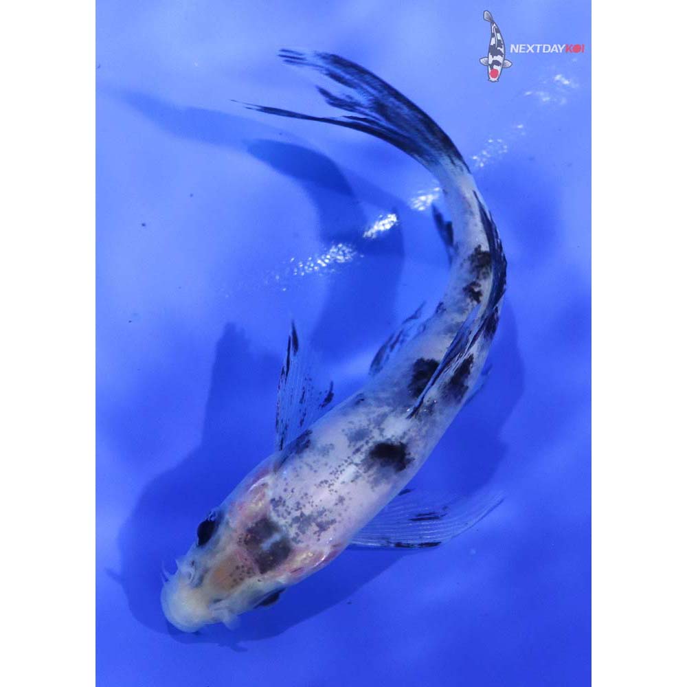 4” Imported Shiro Bekko Butterfly Koi