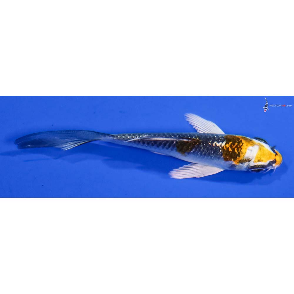3.5” Imported Kujaku Butterfly Koi