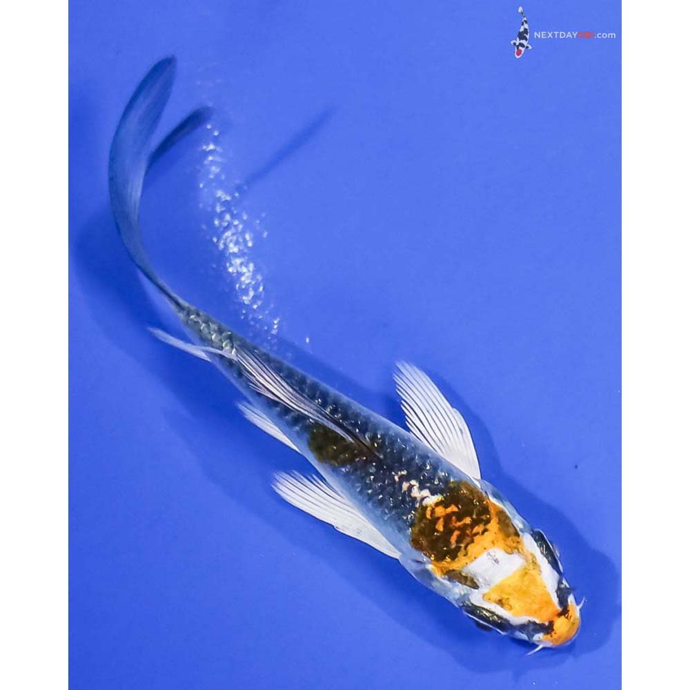 3.5” Imported Kujaku Butterfly Koi