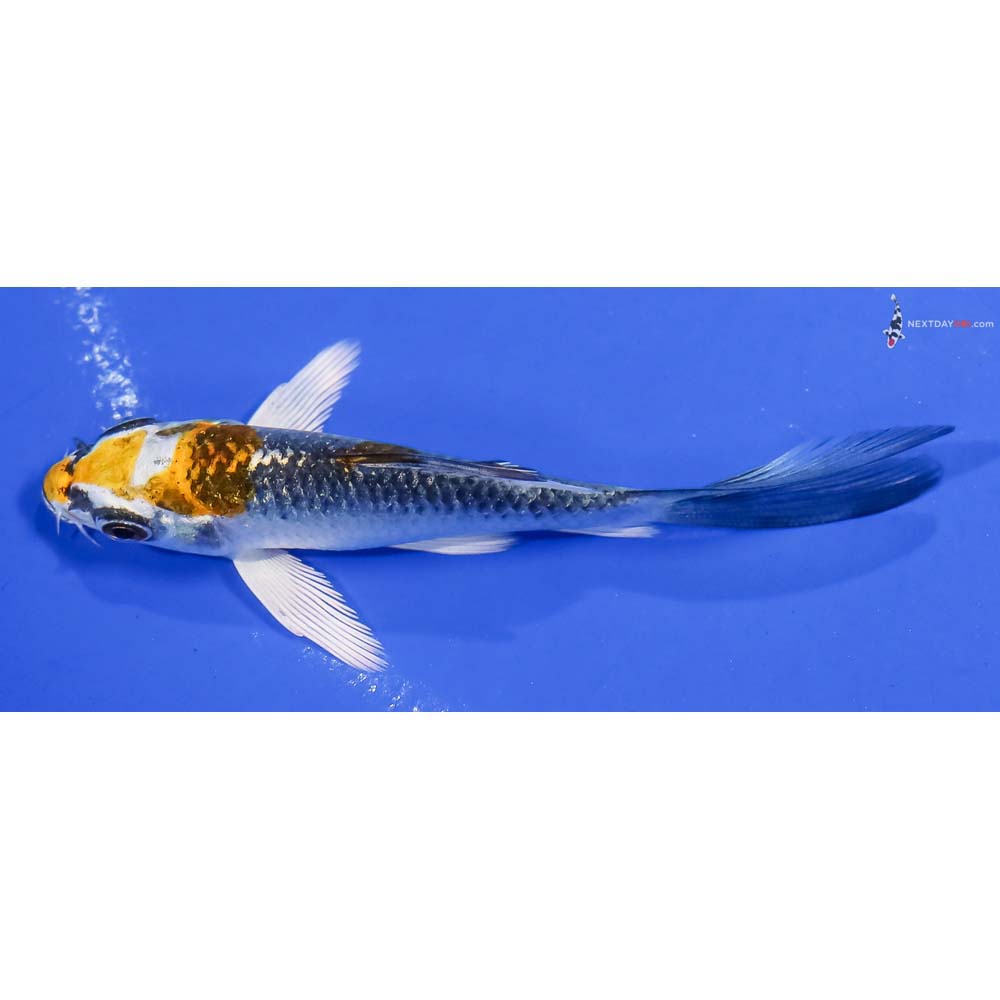 3.5” Imported Kujaku Butterfly Koi