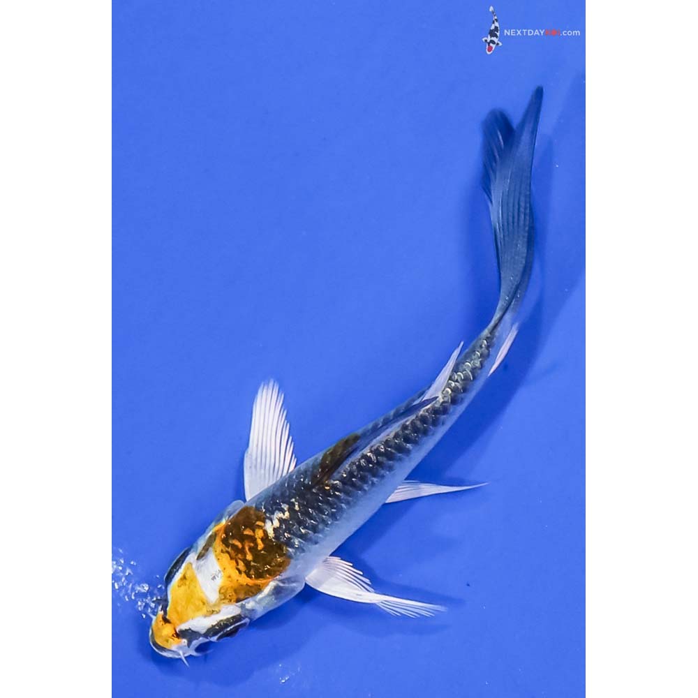 3.5” Imported Kujaku Butterfly Koi